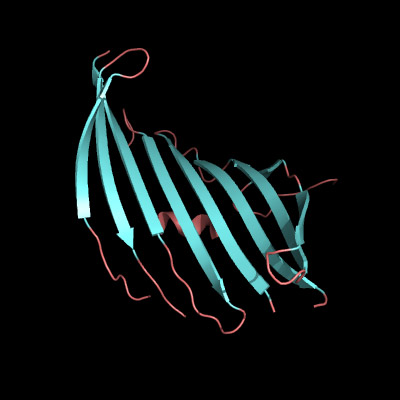 蚕のタンパク質であるフィブロインが作る美しい立体構造